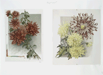 [The golden flower: prints depicting flowers.]