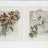 The golden flower: prints depicting flowers.