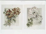 The golden flower: prints depicting flowers.