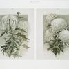 The golden flower: prints depicting white flowers.