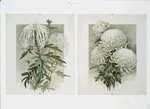 The golden flower: prints depicting white flowers.