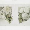 The golden flower: prints depicting white flowers.