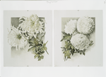 The golden flower: prints depicting white flowers.