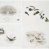 The halo: cards depicting feathers, birds, birds flying in a V migratory formation towards the setting sun, the ocean and women wearing feathered hats.