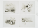 [The halo: cards depicting a chain, a dog, sheep, cows, a woman feeding a horse, a dead bird and a nest of baby birds.]