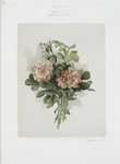 [A Christmas print entitled 'blush rose.']