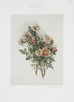 [A Christmas print entitled 'pink scotch rose.']