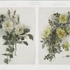 Two Christmas prints entitled 'white rose #2' and 'yellow scotch rose.'