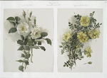 Two Christmas prints entitled 'white rose #2' and 'yellow scotch rose.'
