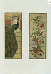 Trade cards depicting peacocks, birds and flowers ; the versos depict gloves and fans.
