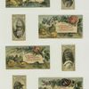 Cigarette cards entitled 'between the acts and bravo' of Mrs. Cornwallis West, Minnie Palmer and Maude Branscombe ; Trade cards depicting chicks, ducklings, flowers, frogs and ponds.