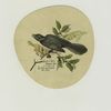 [A trade card depicting a bird, flowers and holly.]