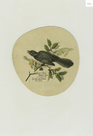 [A trade card depicting a bird, flowers and holly.]