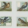 Cards depicting birds.
