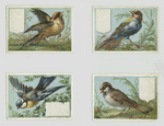Cards depicting birds.