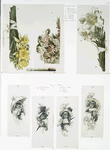 Mayflower, Easter Lilies, Bunch of Daffodils [Easter cards depicting flowers, Christmas cards depicting young girl with umbrella].