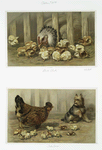 Cluck Cluck, Take Care [prints depicting chickens, baby chicks, and dog].