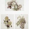 Christmas and Easter cards depicting flowers.