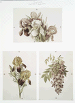 Christmas and Easter cards depicting flowers.