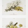 Christmas cards depicting dandelions and butterflies.