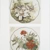 China painting #3 [depicting white and red flowers.]