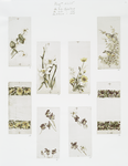 Easter cards depicting birds and flowers, including buttercups and violets.