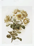 A print entitled 'Reve d'or roses,' depicting gold and pink roses