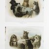Prints entitled 'tiddledy-winks' and 'whist,' depicting cats playing tiddledywinks and owls playing cards on a tree stump in the snow.