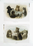 Prints entitled 'tiddledy-winks' and 'whist,' depicting cats playing tiddledywinks and owls playing cards on a tree stump in the snow.