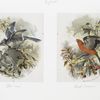 Prints entitled 'blue jays' and 'scarlet tanagers.'