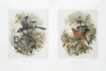 Prints entitled 'blue jays' and 'scarlet tanagers.'