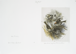 Golden crowned knight and black cap titmice.