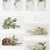 Easter and Christmas cards depicting flowers.