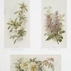 Valentines, Christmas, Easter and advent of spring cards entitled 'double cherry blossom,' 'purple lilac #2' and 'Rive d'or roses #2.'