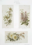 Valentines, Christmas, Easter and advent of spring cards entitled 'double cherry blossom,' 'purple lilac #2' and 'Rive d'or roses #2.'