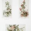 Christmas cards entitled 'wild clematis #2,' 'coral honeysuckle' and 'wild roses #5.'
