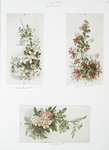 Christmas cards entitled 'wild clematis #2,' 'coral honeysuckle' and 'wild roses #5.'