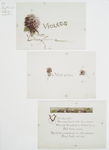 Christmas and Easter cards with text depicting violets.