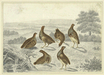 Partridges in a field
