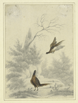Sketch of pheasant, one flying and the other on the ground