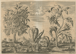 Kasia, Iujuben, Colekasia, Datura