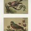 Trade cards depicting birds perched on tree limbs.