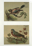 Trade cards depicting birds perched on tree limbs.