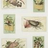 Trade cards depicting shells, flowers, seaweed and birch bark.