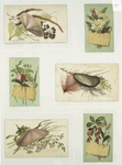 Trade cards depicting shells, flowers, seaweed and birch bark.