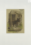 A trade card entitled 'every thing lovely' depicting a barn and a donkey eating hay.