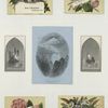 Trade cards depicting flowers, ships and the Matterhorn.