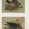 Trade cards depicting birds, a nest and berries.