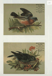 Trade cards depicting birds, a nest and berries.
