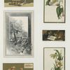 Trade cards depicting a painter, an easel, a fly, flowers, a crow, a rabbit, birds, sailboats, ducks and a violinist.